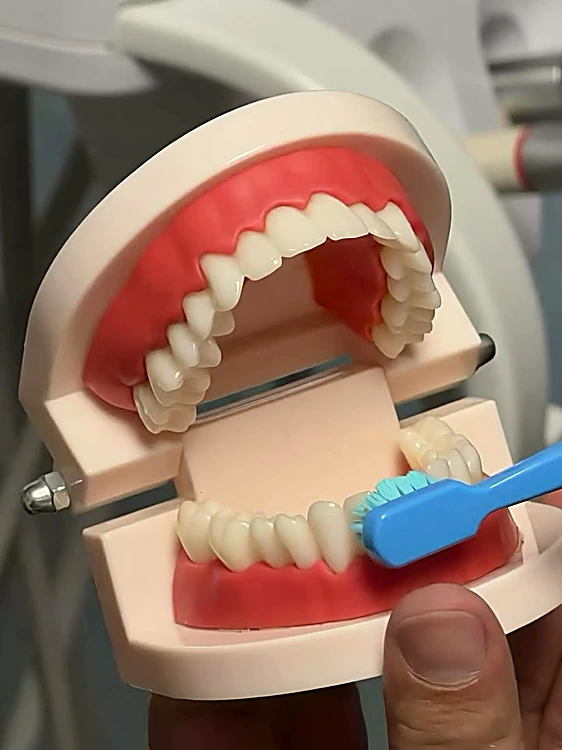 Modelo dental con cepillo para enseñar la técnica de cepillado